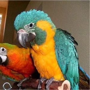 2дома,  поднятые и зарегистрирован синих и золотых попугаи ара для прод
