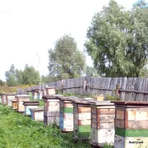 Продается пасека из 100 пчелосемей.