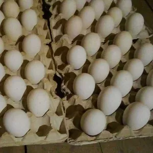 Гусиные яйца Линдовской породы инкубационные оптом