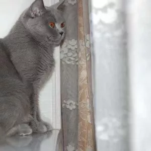 Продам в Уфе: Британский кот-жених породистый голубого окраса