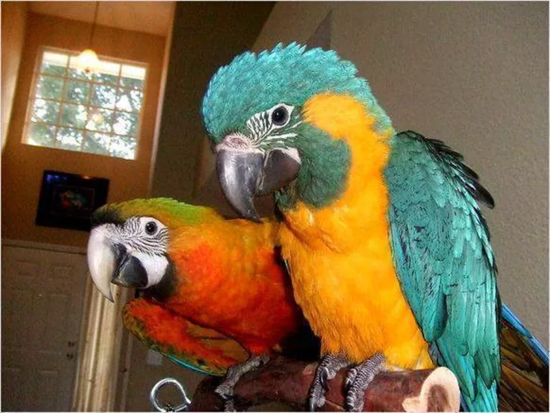 2дома,  поднятые и зарегистрирован синих и золотых попугаи ара для прод