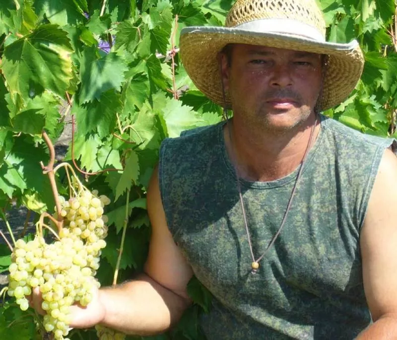 саженцы и черенки винограда почтой по всем регионам
