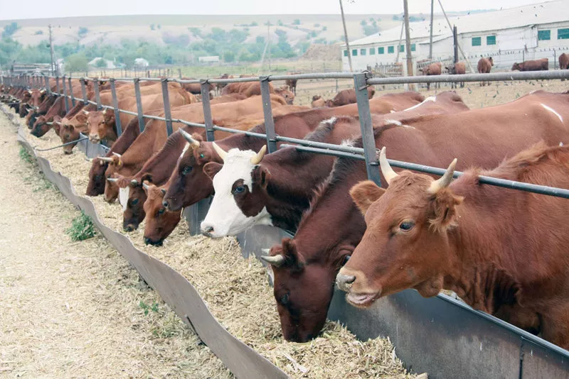 Коровы,  телята оптом и в розницу