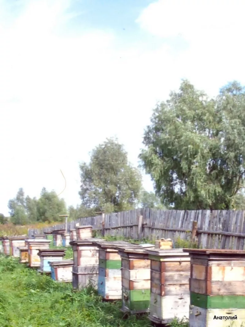 Продается пасека из 100 пчелосемей.