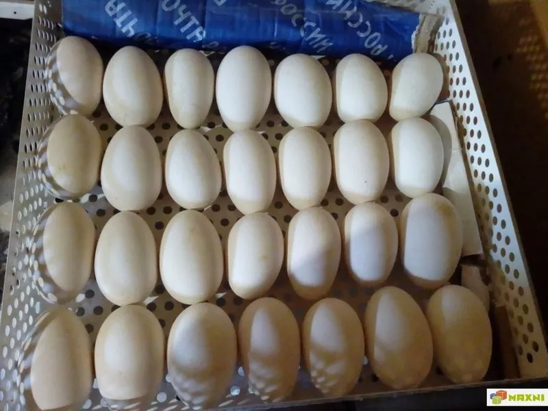 Гусиные яйца Линдовской породы инкубационные оптом 4