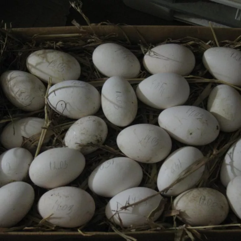 Гусиные яйца Линдовской породы инкубационные оптом 5